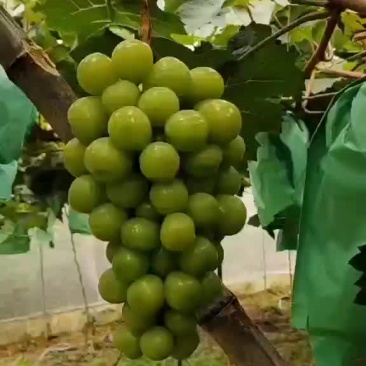 阳光玫瑰