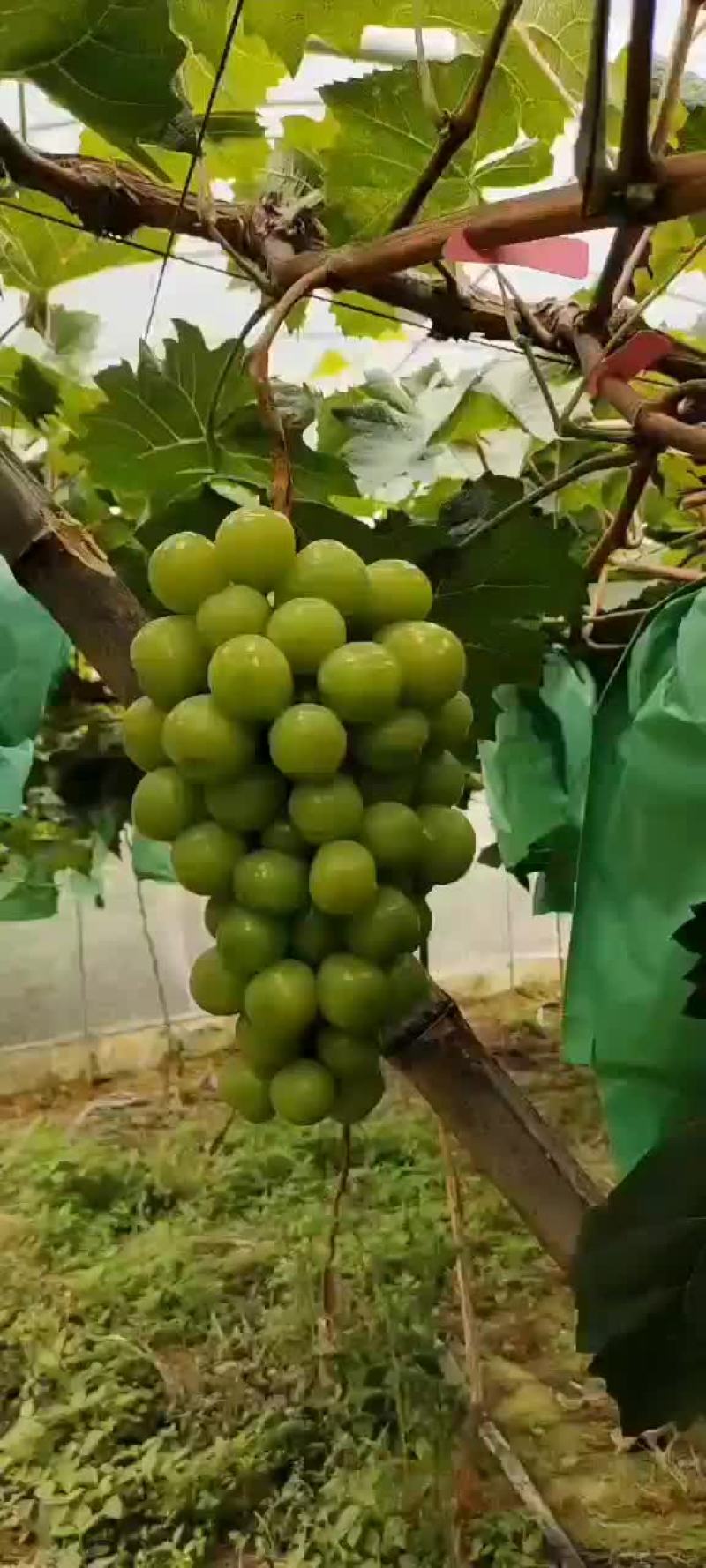 阳光玫瑰