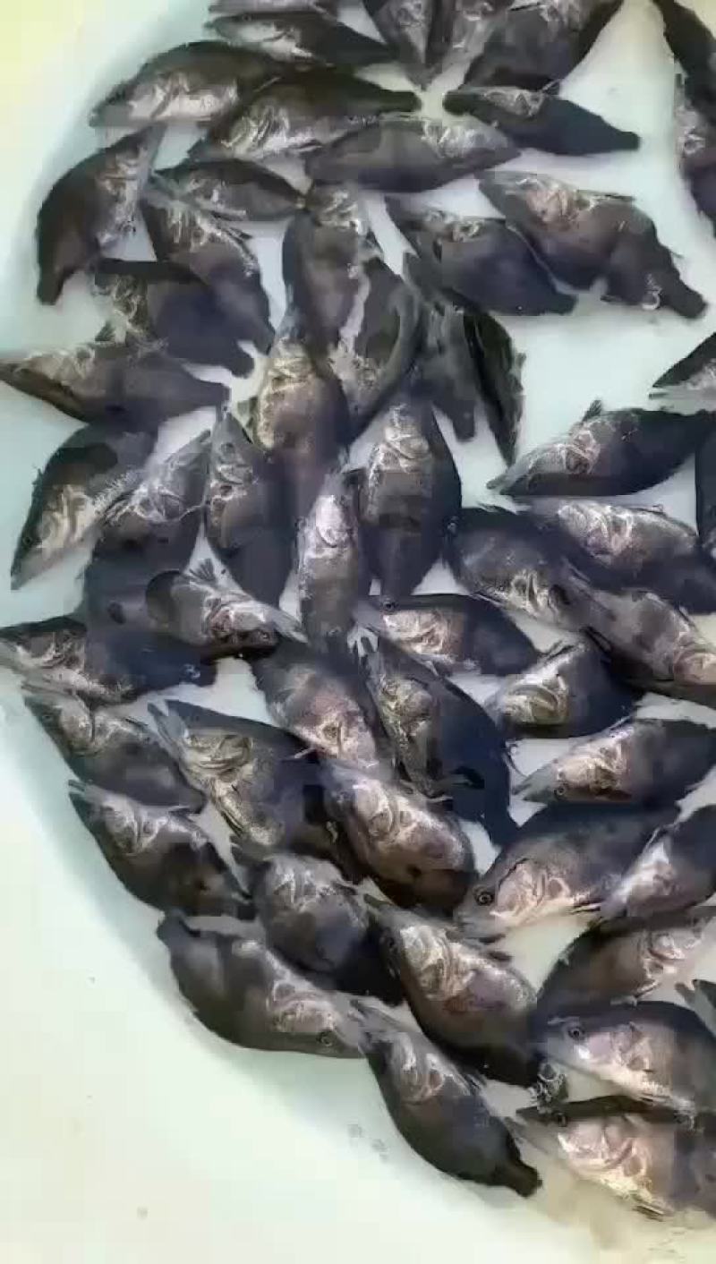 鳜鱼苗大量预定