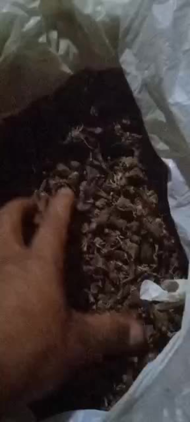 白芨干货