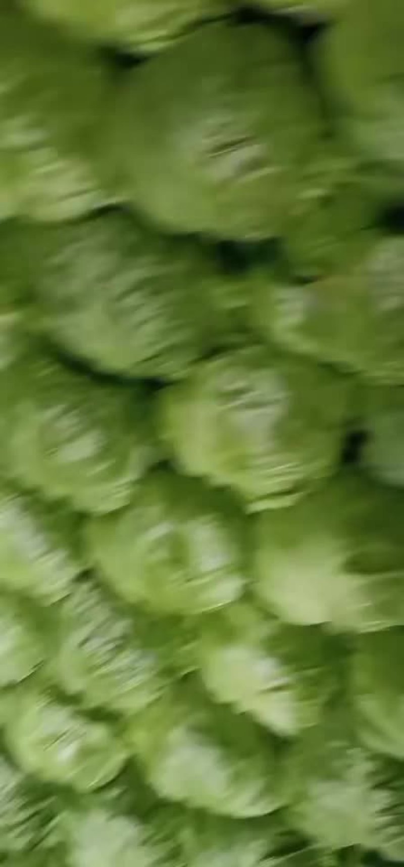 萱。绿。个头均匀。价不高。货品质量没的说。