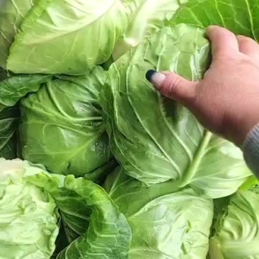 萱。绿。个头均匀。价不高。货品质量没的说。