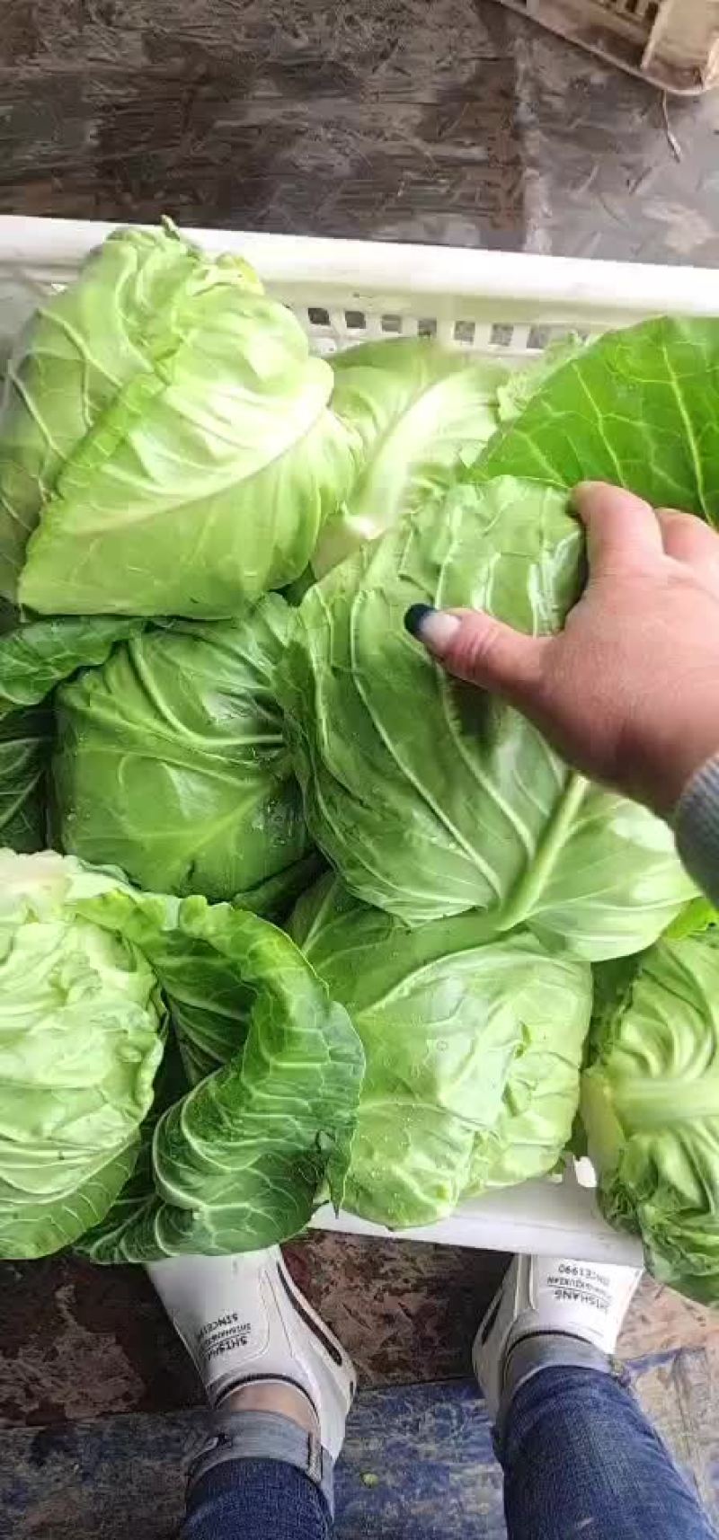 萱。绿。个头均匀。价不高。货品质量没的说。