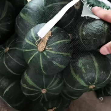 精品贝贝南瓜