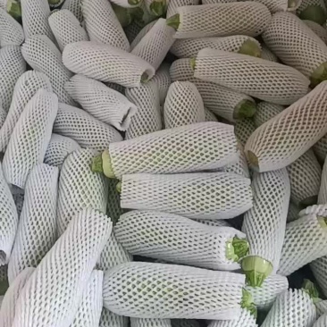 精品西葫芦