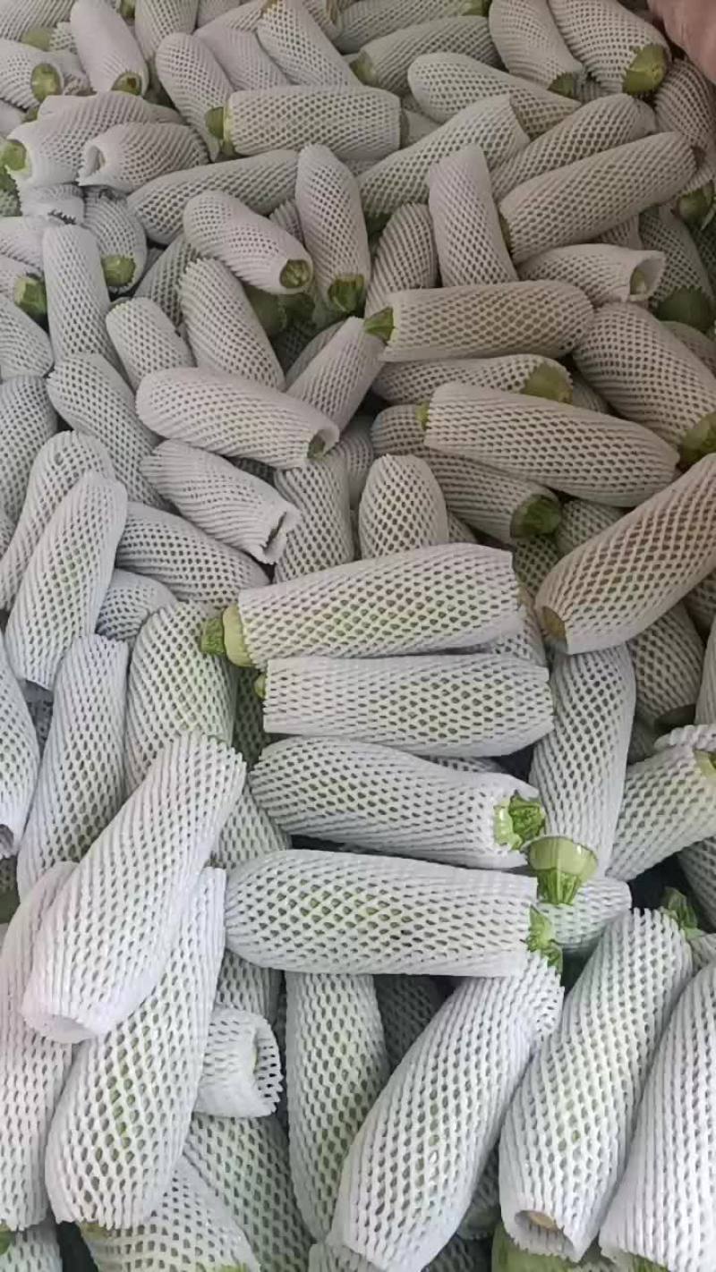 精品西葫芦