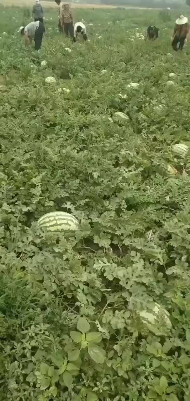 金城五，以成熟，，，，，，，，，，，，，，，，，，，，，