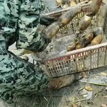 合肥市庐江县精品莲藕