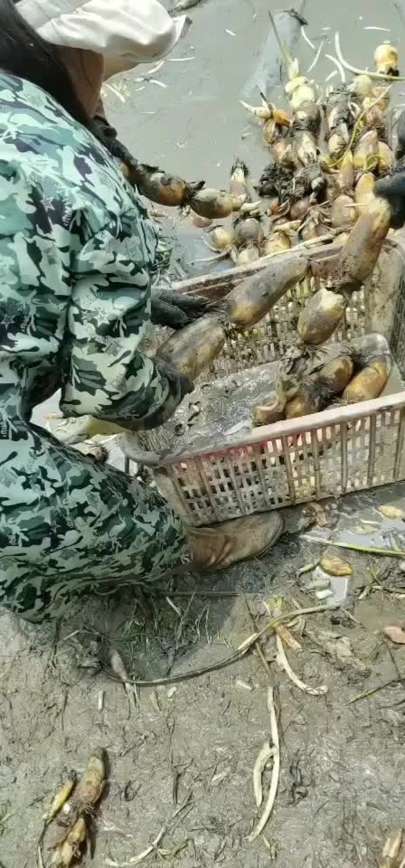 合肥市庐江县精品莲藕