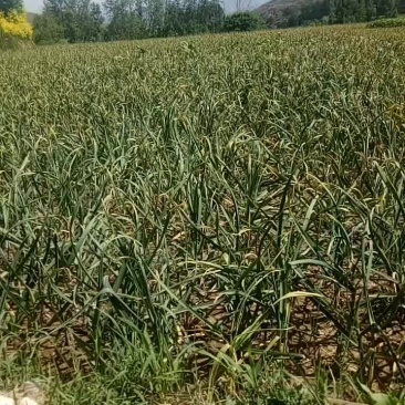 乐都紫皮大蒜7月份开挖