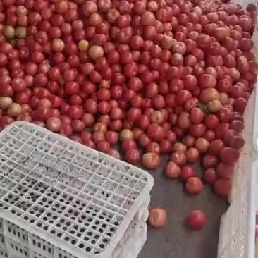 我地区硬粉西红柿大量上市中，暖棚，冷朋，大量有货