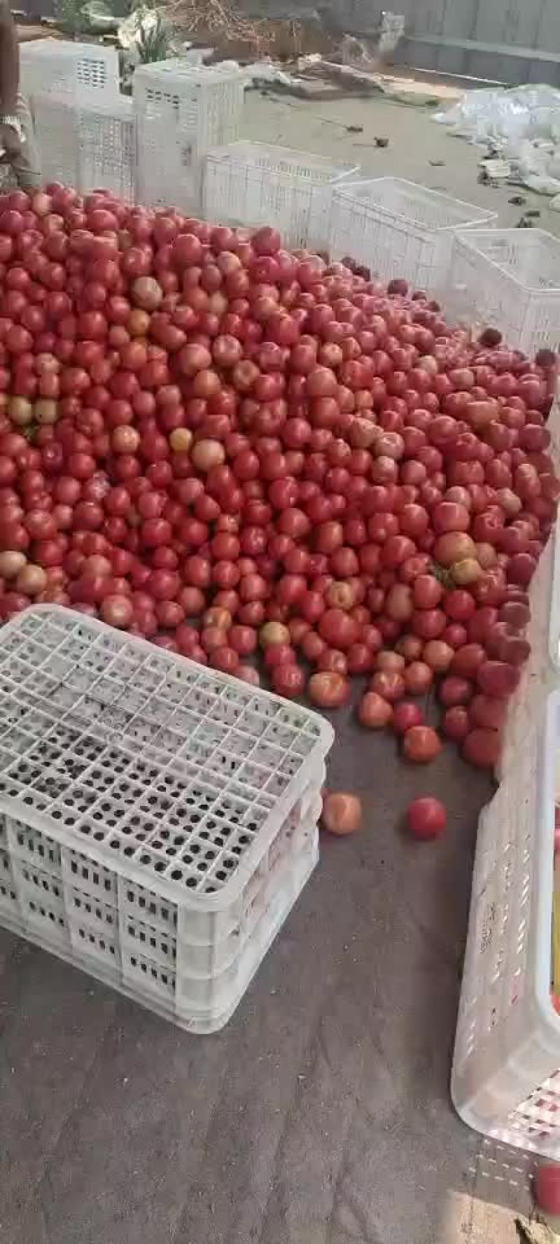 我地区硬粉西红柿大量上市中，暖棚，冷朋，大量有货