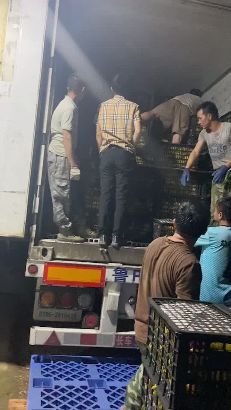 火龙果