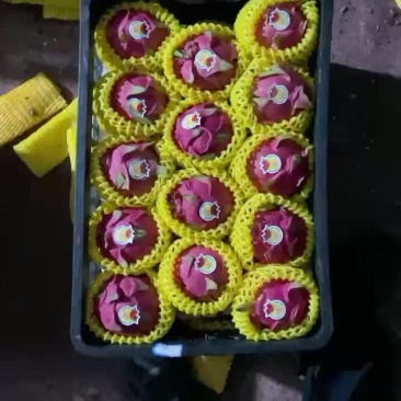 火龙果