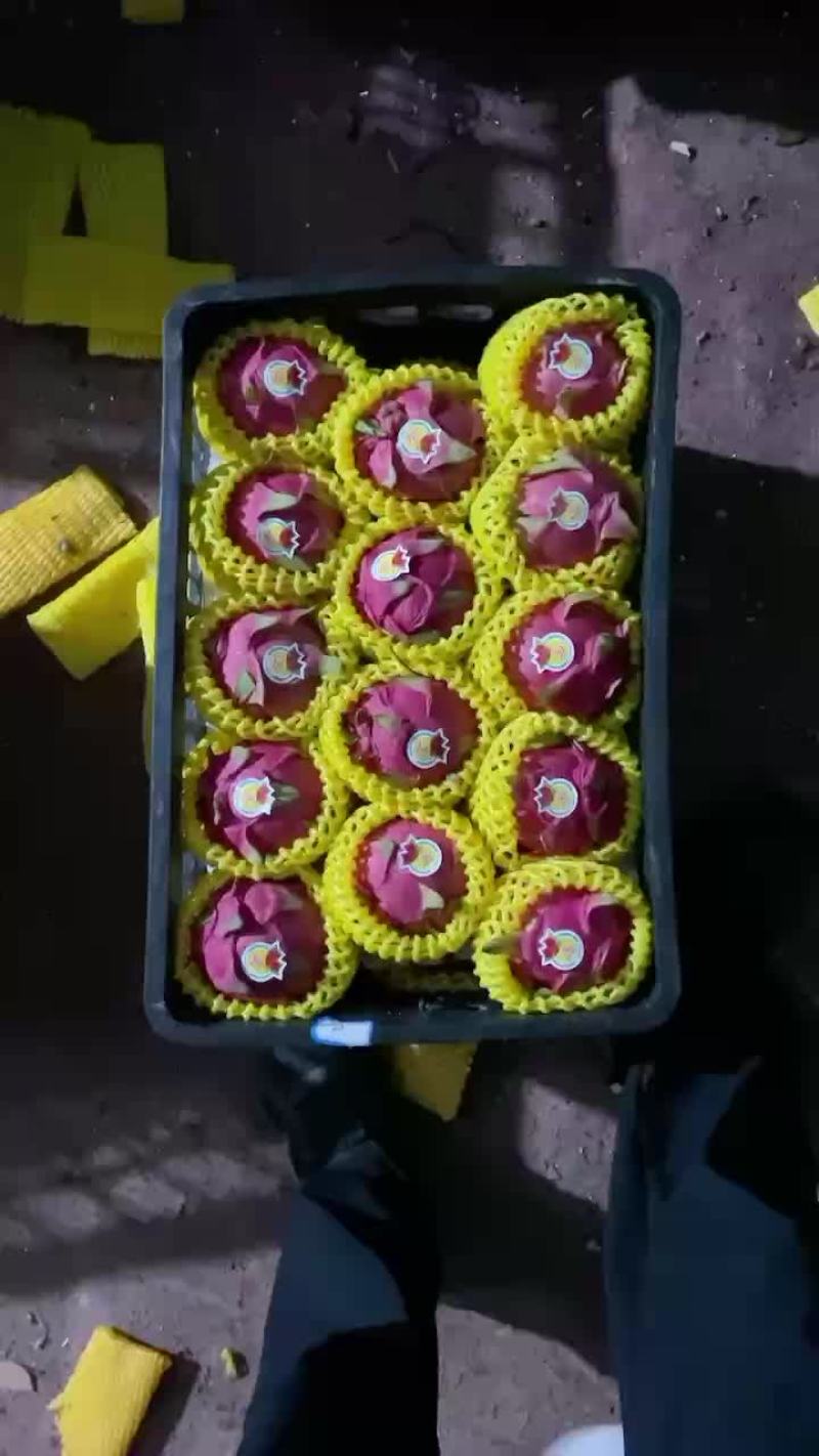 火龙果