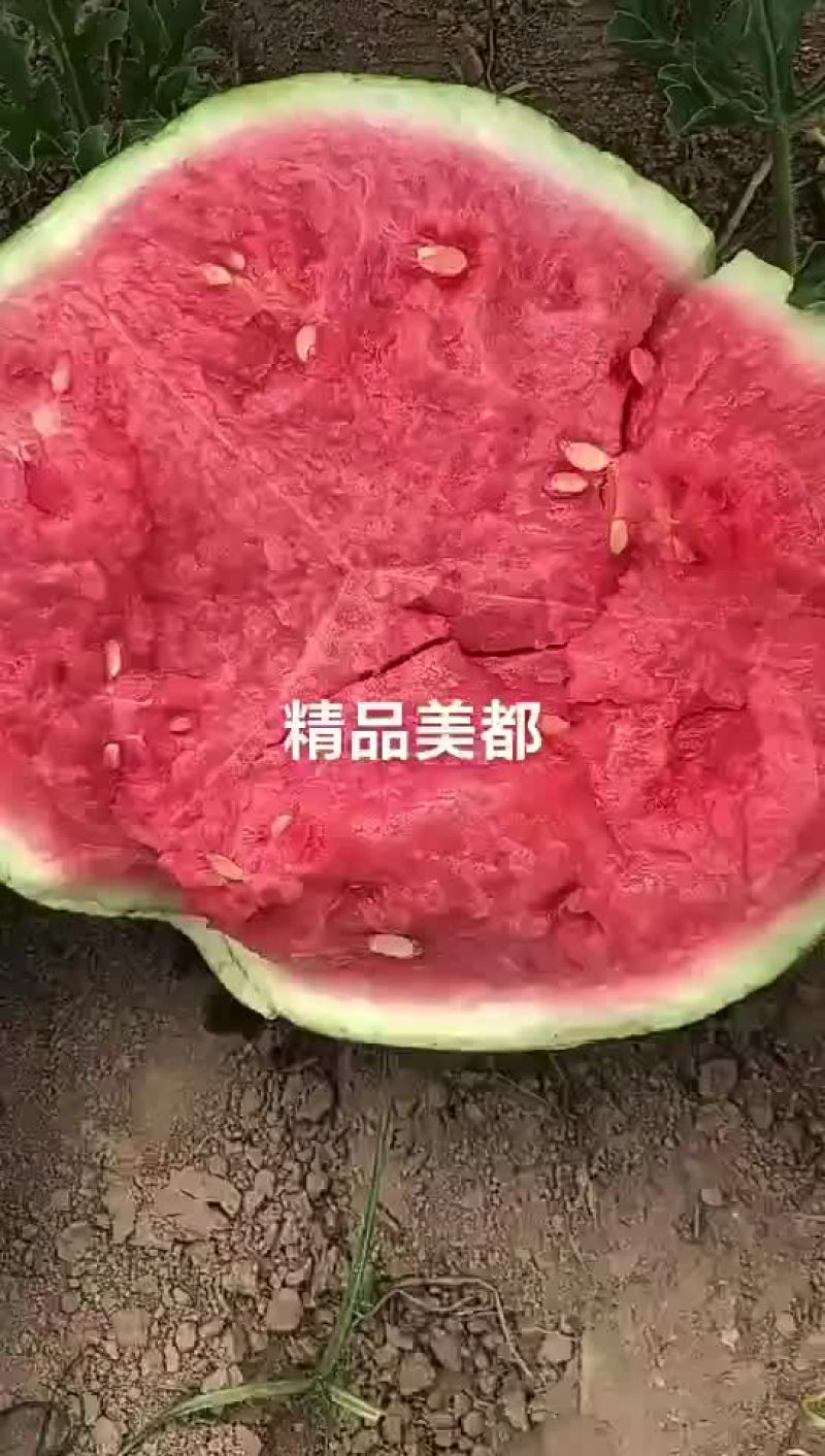 云南美嘟西瓜头茬大量供应皮薄瓢红包熟包甜货源充足
