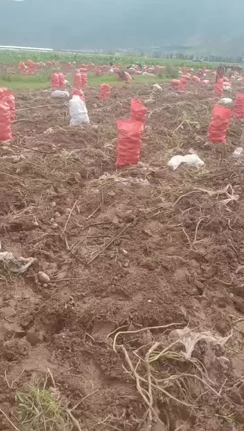 土豆