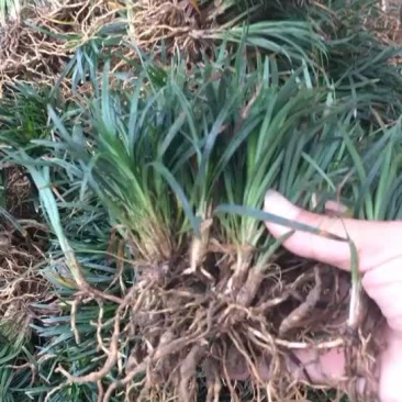 沙土玉龙草