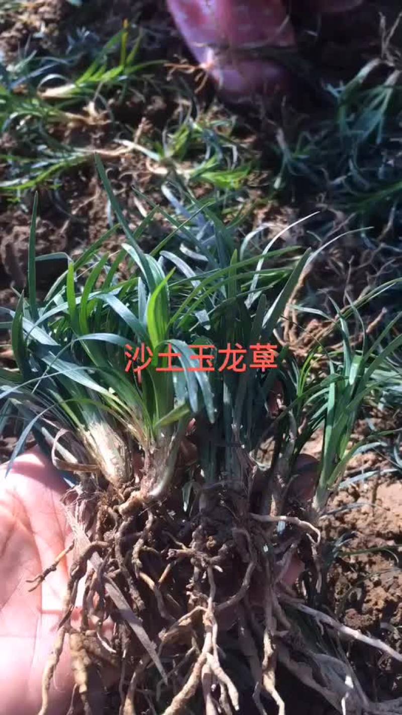 沙土玉龙草