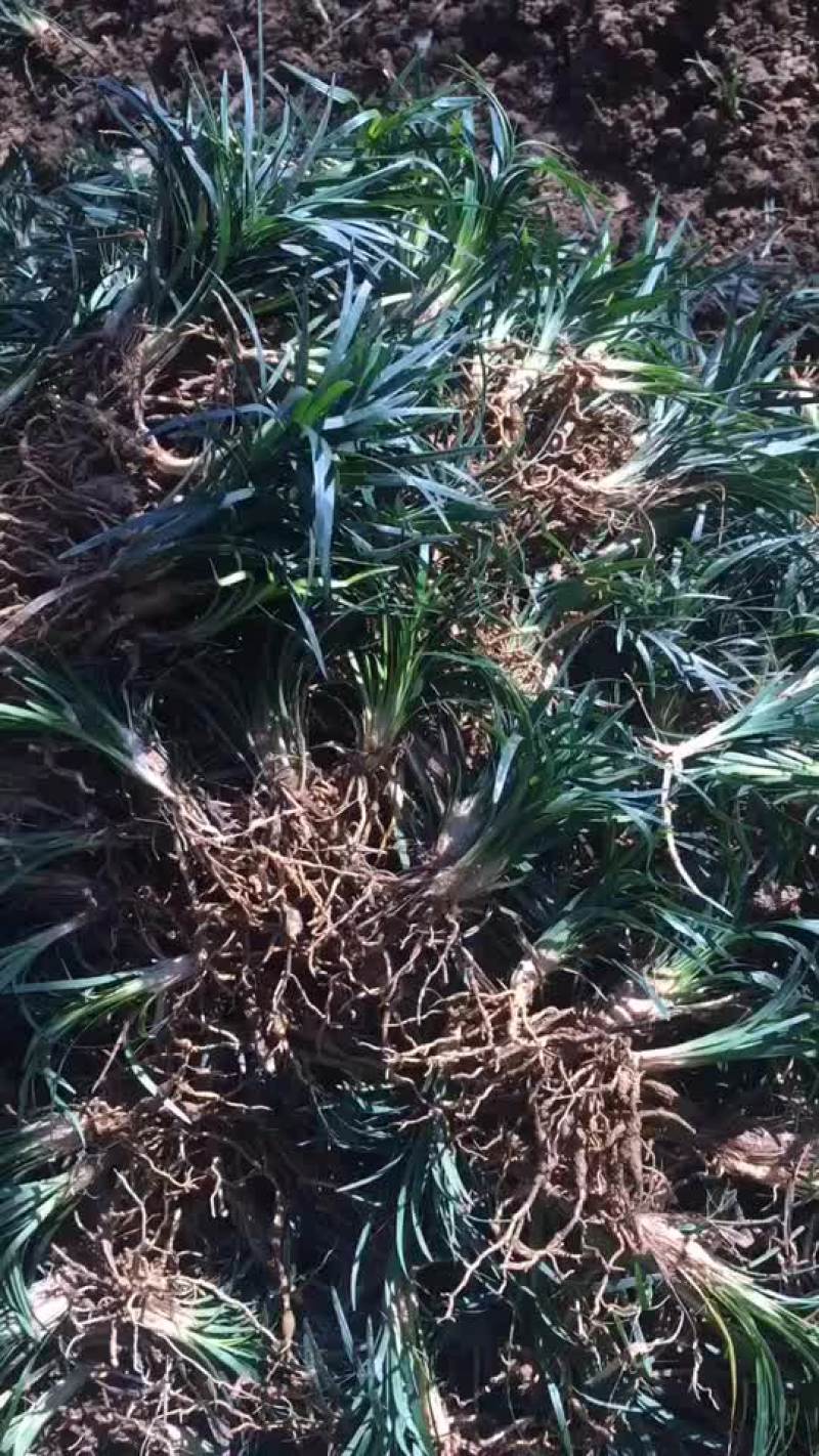 沙土玉龙草