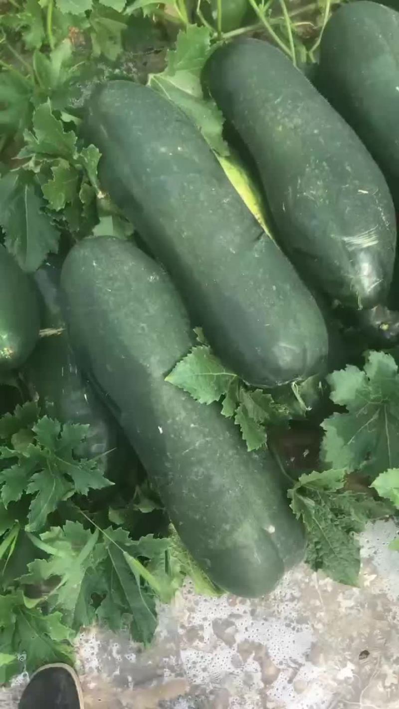 黑皮地冬瓜条形好质量保正基地直发价格美丽