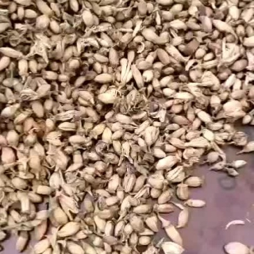 佛手花干货佛手花花苞开花的两种欢迎选购！