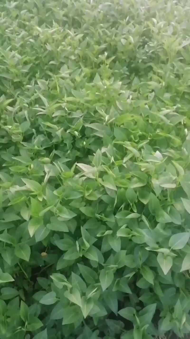 空心菜