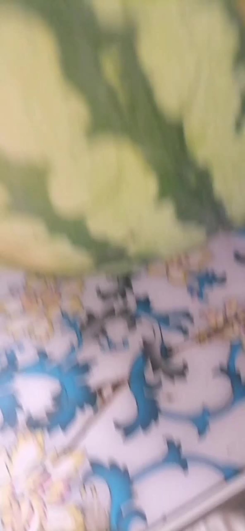 浙江麒麟西瓜皮薄脆甜爽口