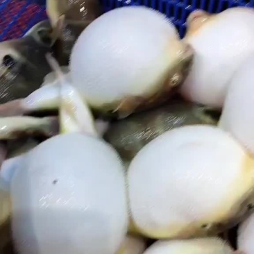 河豚鱼