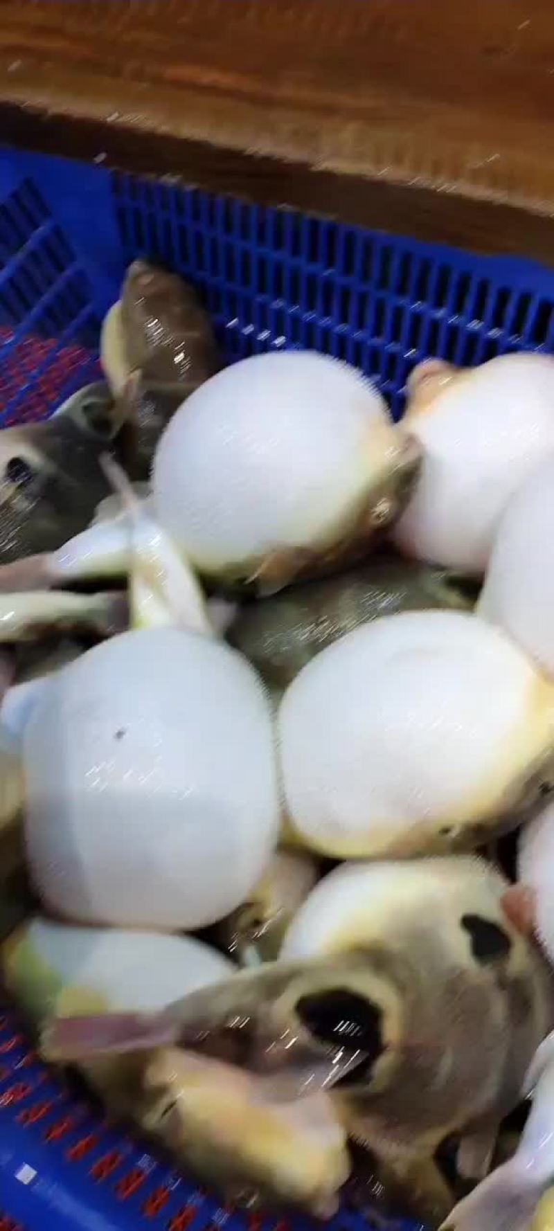 河豚鱼