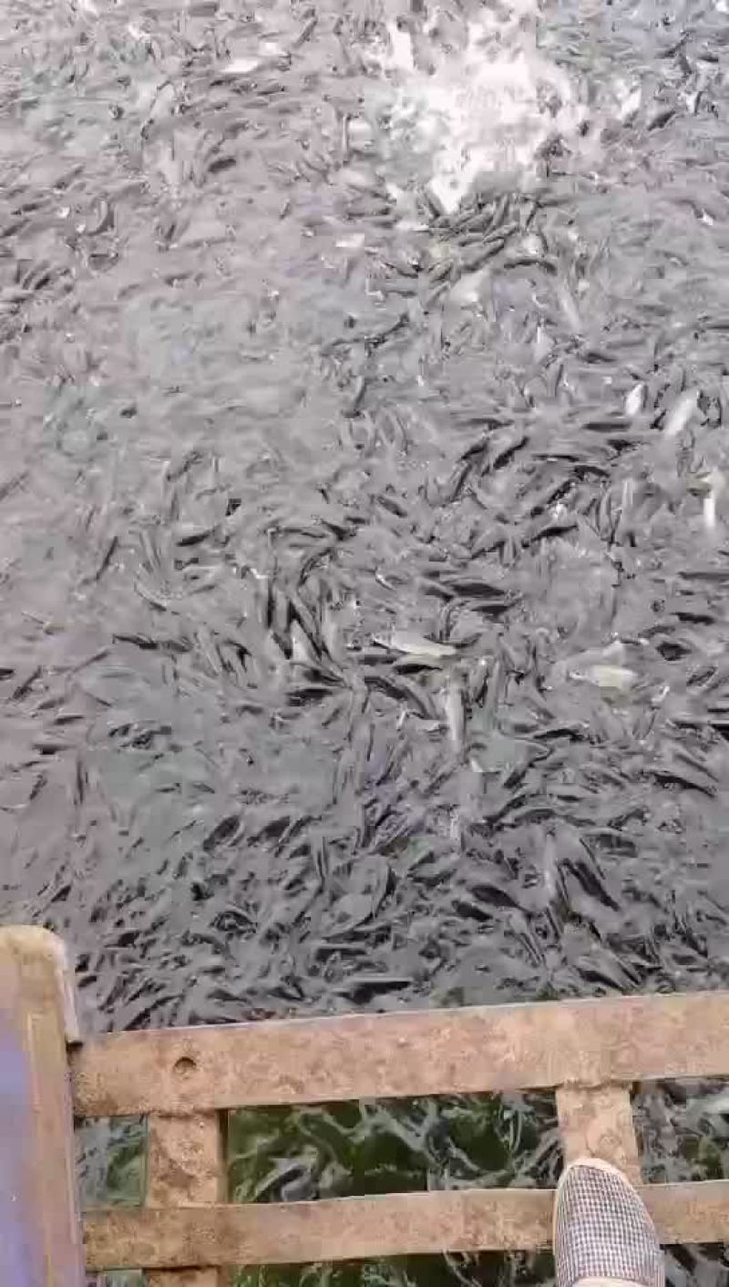 草鱼苗