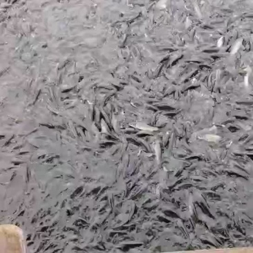 草鱼苗