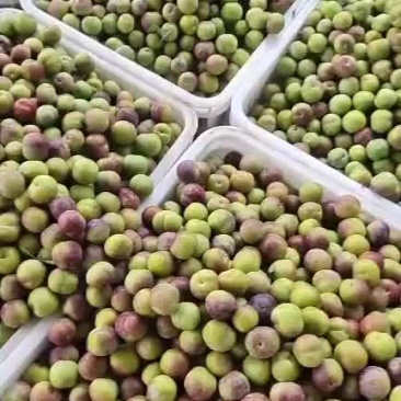 云南绥江半边红李子大量上市
