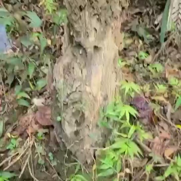 灵芝/土灵芝/乡下农村可遇不可求野生灵芝