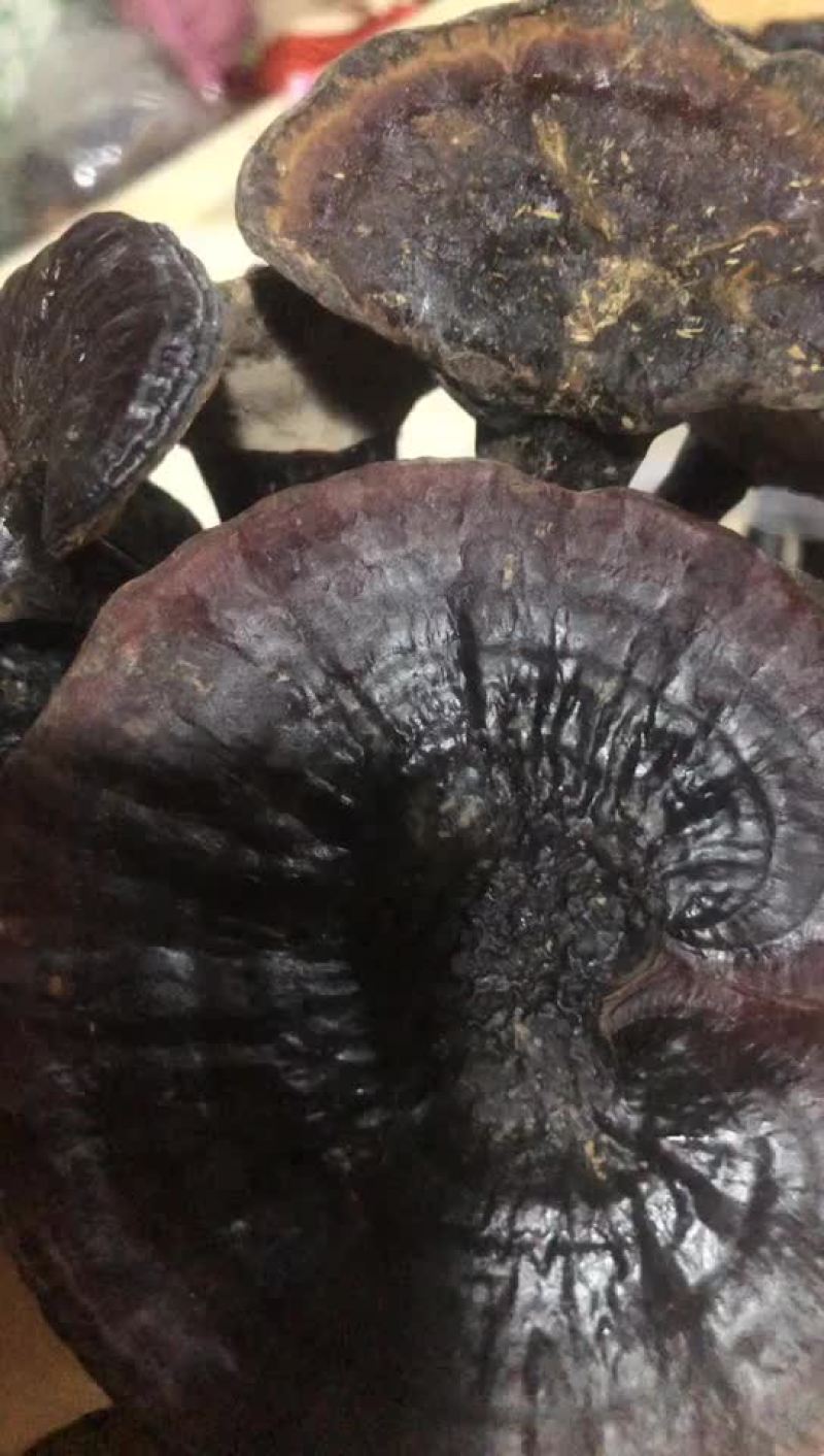 灵芝/土灵芝/乡下农村可遇不可求野生灵芝