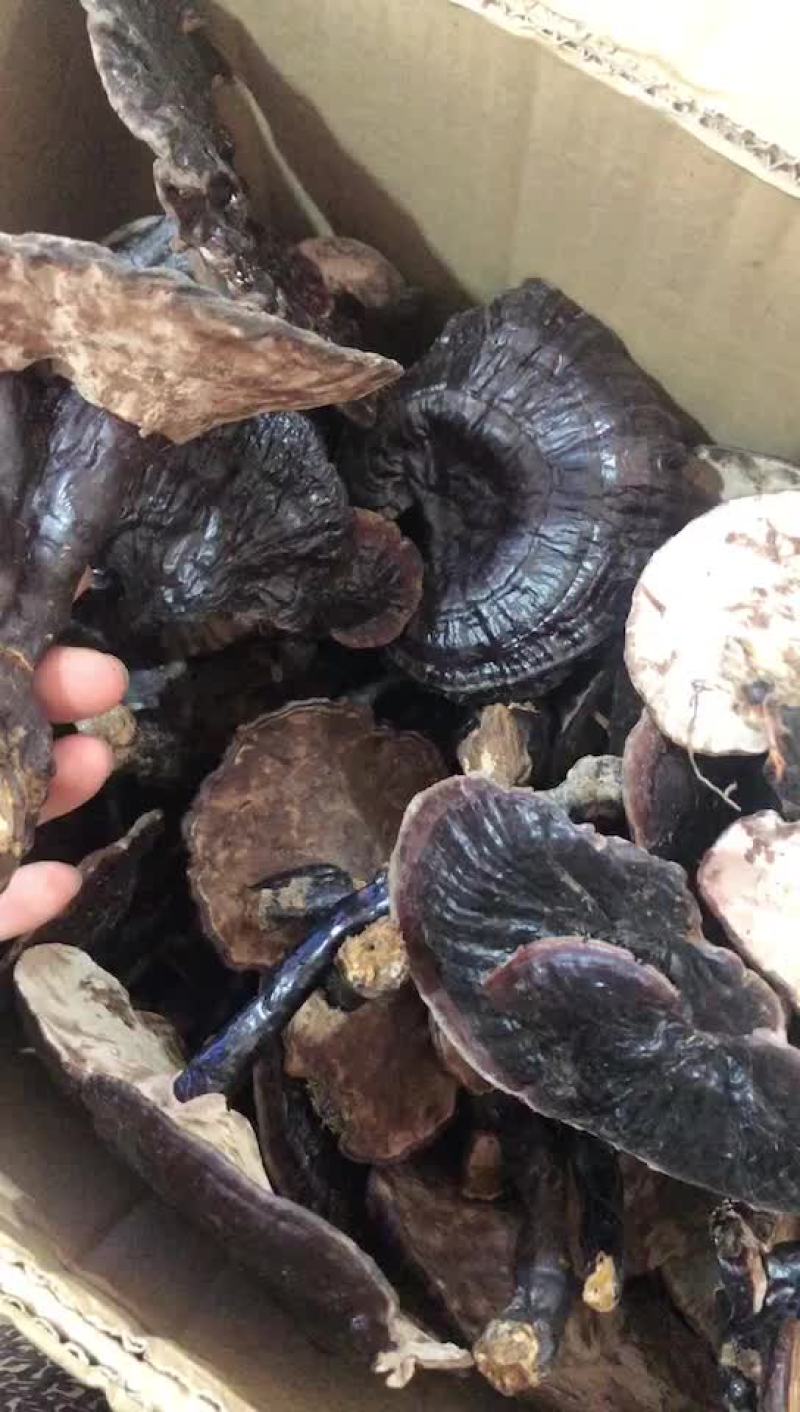 灵芝/土灵芝/乡下农村可遇不可求野生灵芝