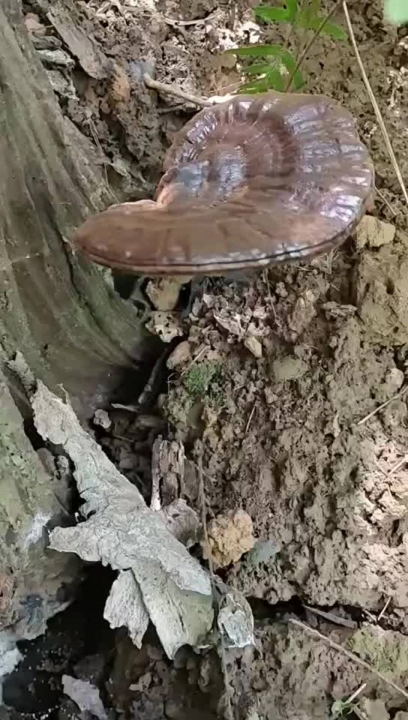 灵芝/土灵芝/乡下农村可遇不可求野生灵芝