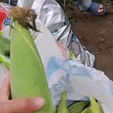 336黏玉米
