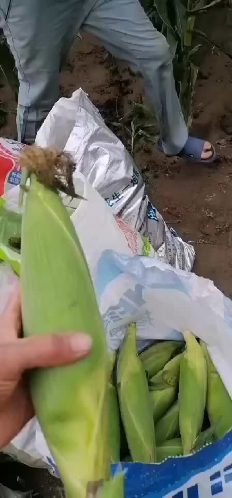 336黏玉米
