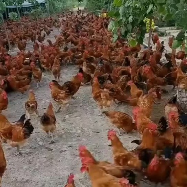 公鸡在江苏