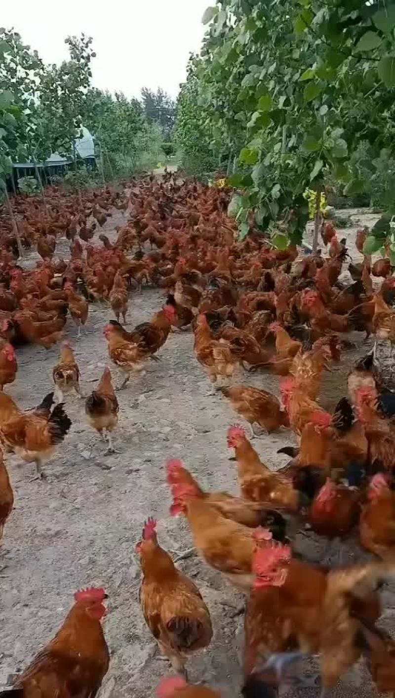 公鸡在江苏
