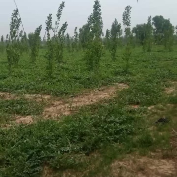 百亩沙地西瓜能开园了