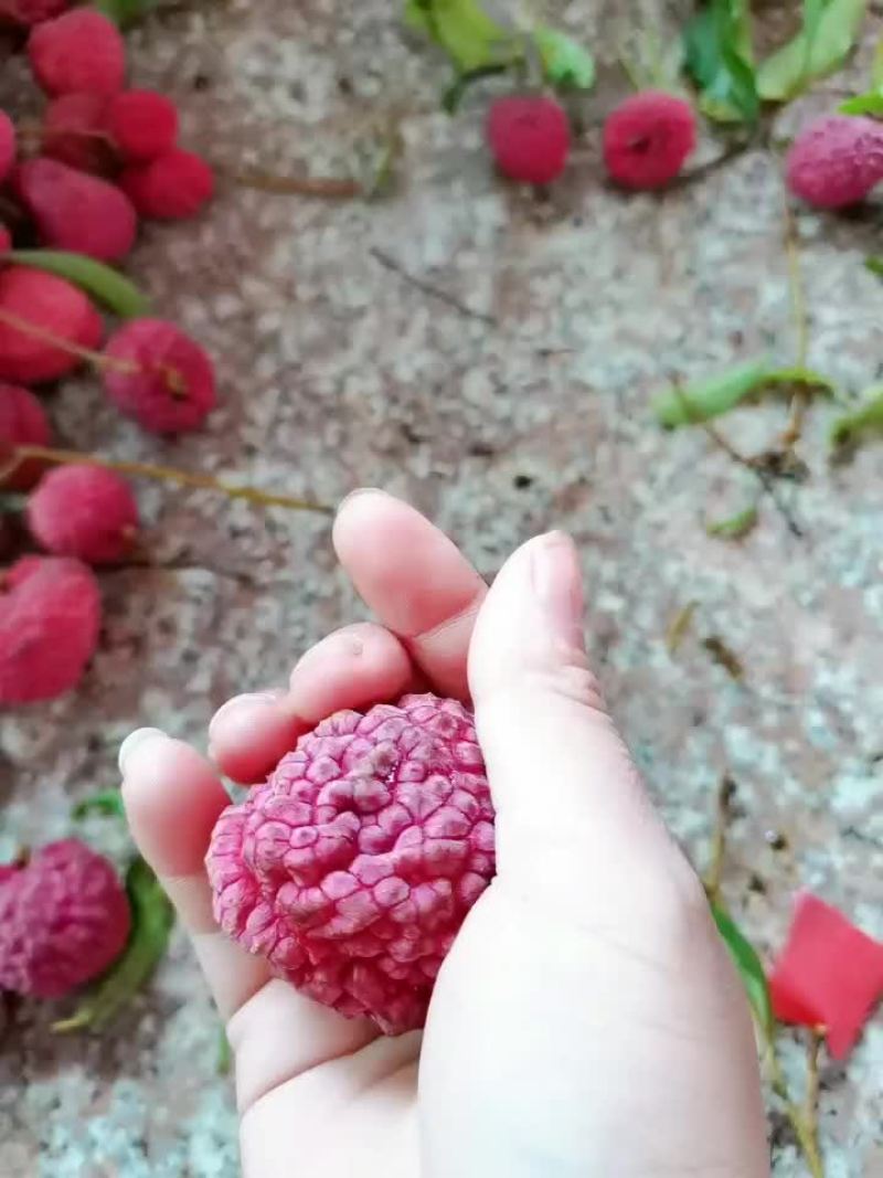大果