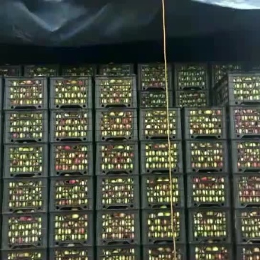 李子大落价了