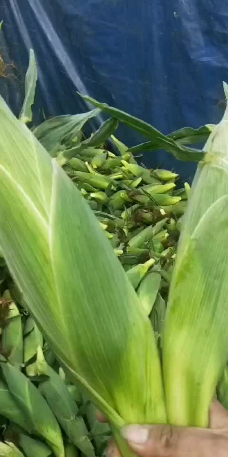 固安鲜玉米大量上市
