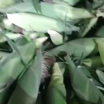 固安鲜玉米大量上市
