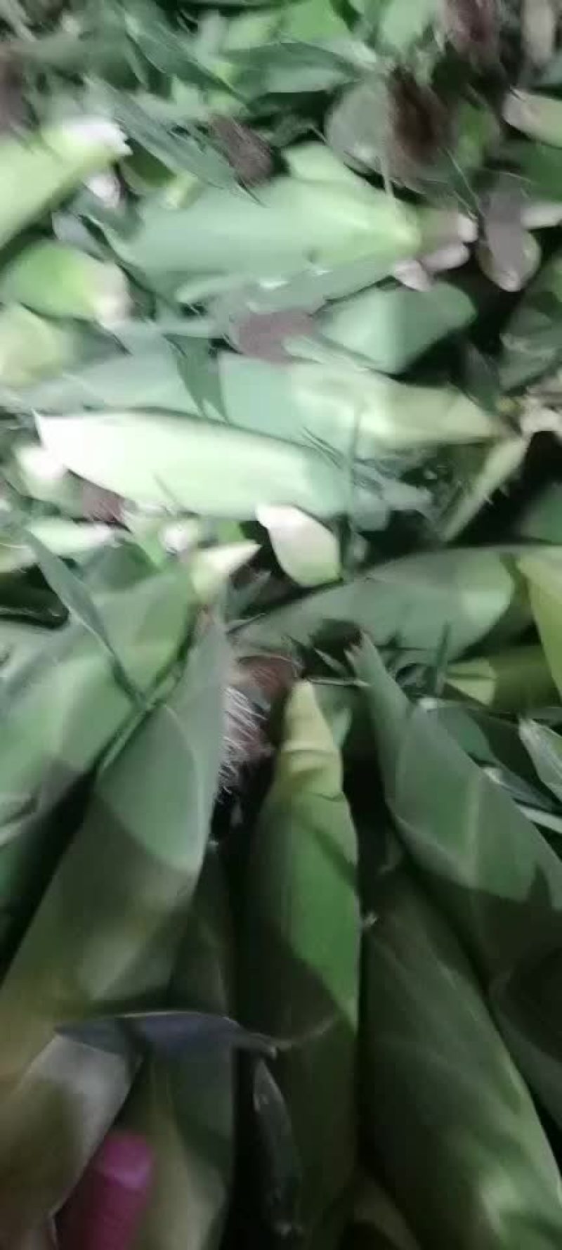 固安鲜玉米大量上市