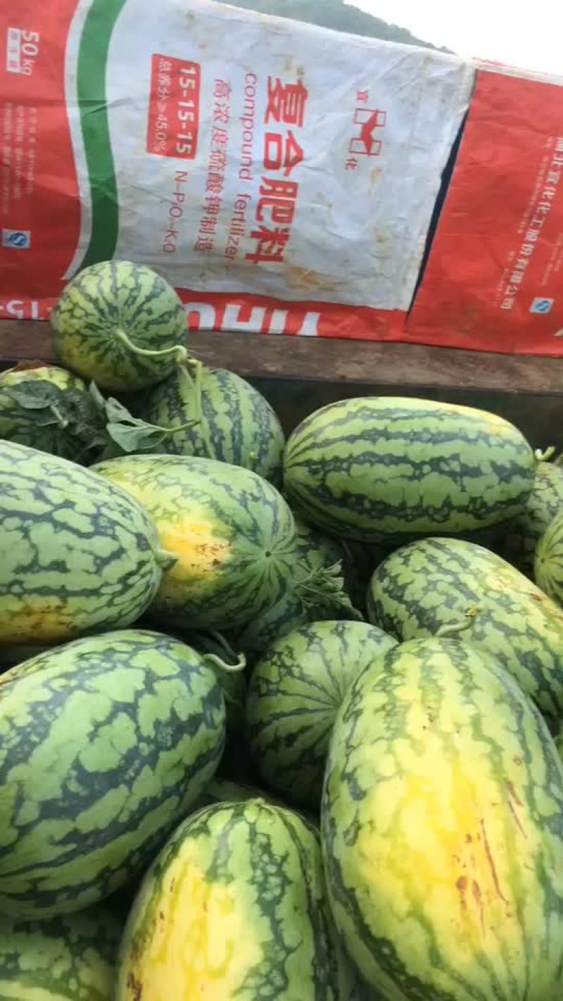 绿裳