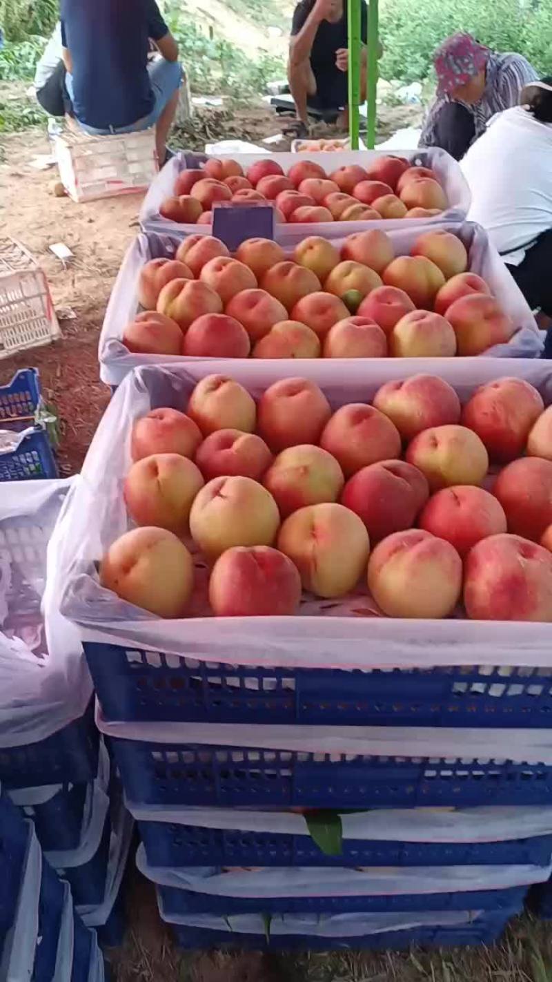 沙红，松深桃以大量上市啦