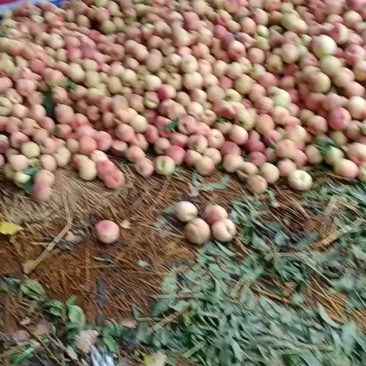 沙红，松深桃以大量上市啦